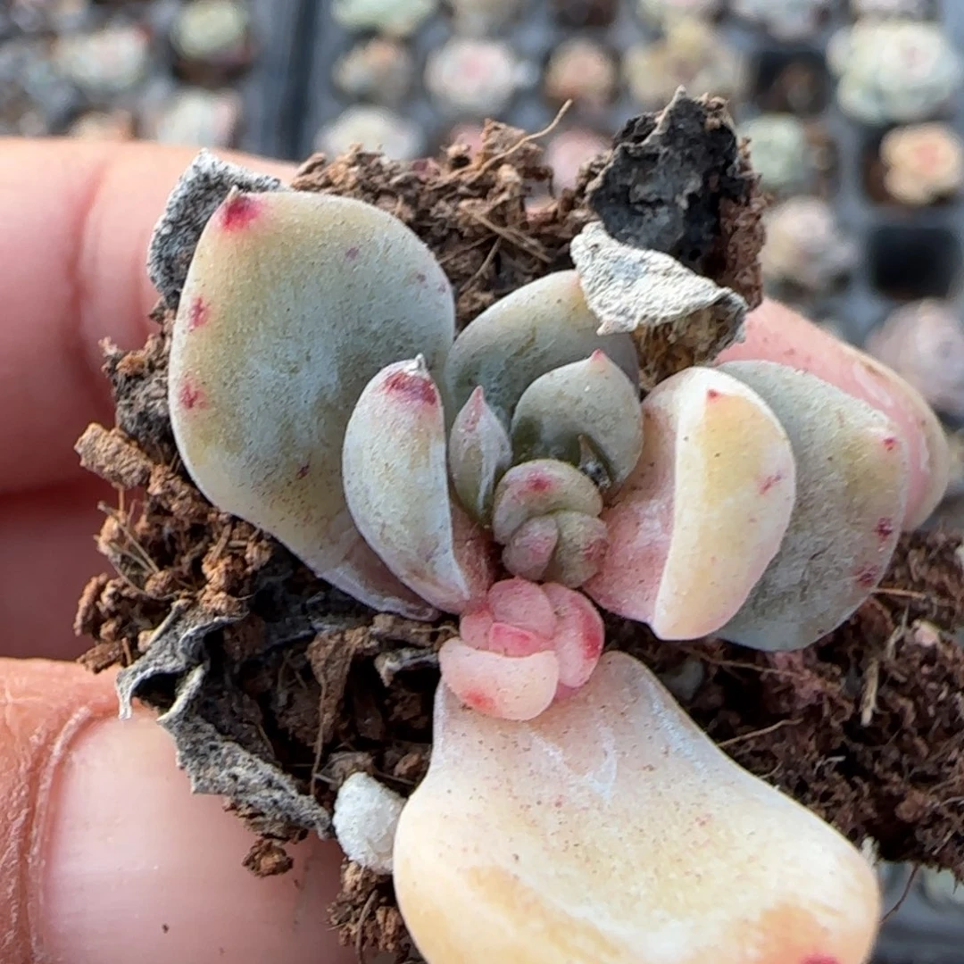 糖***i多肉小卡拉米糖心一物一拍