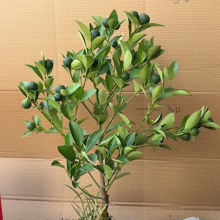 无花朵四季桔一物一拍22米