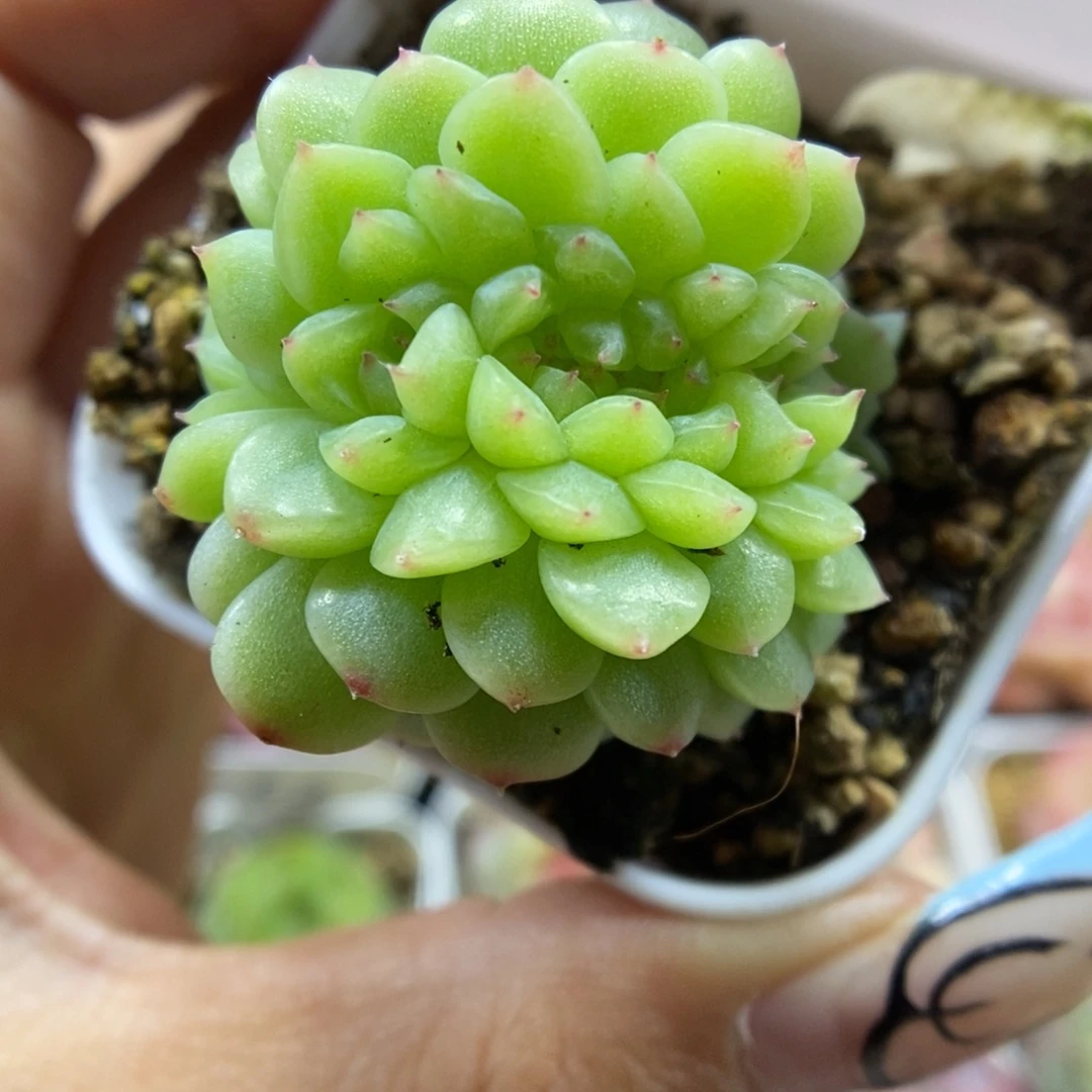 纸鸢缀化580号。