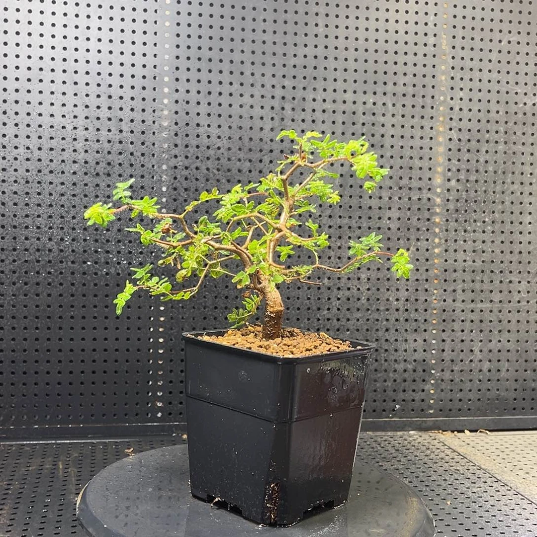 滔天橄榄6699999999999