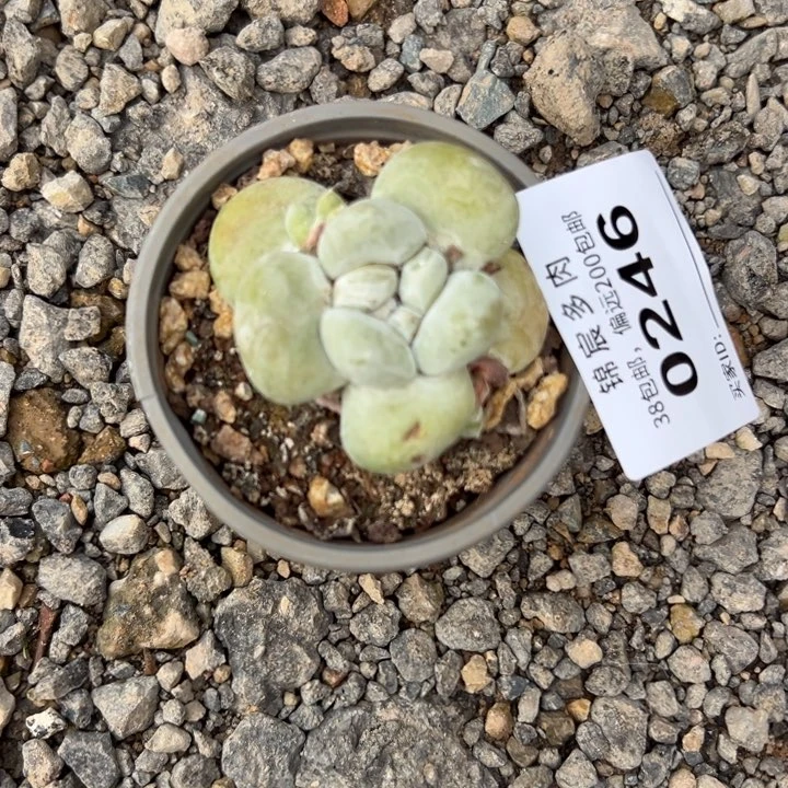 可可爱爱带崽丸叶拇指0246