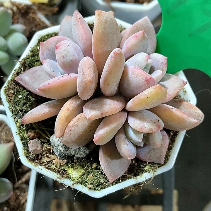 多肉植物红茶992