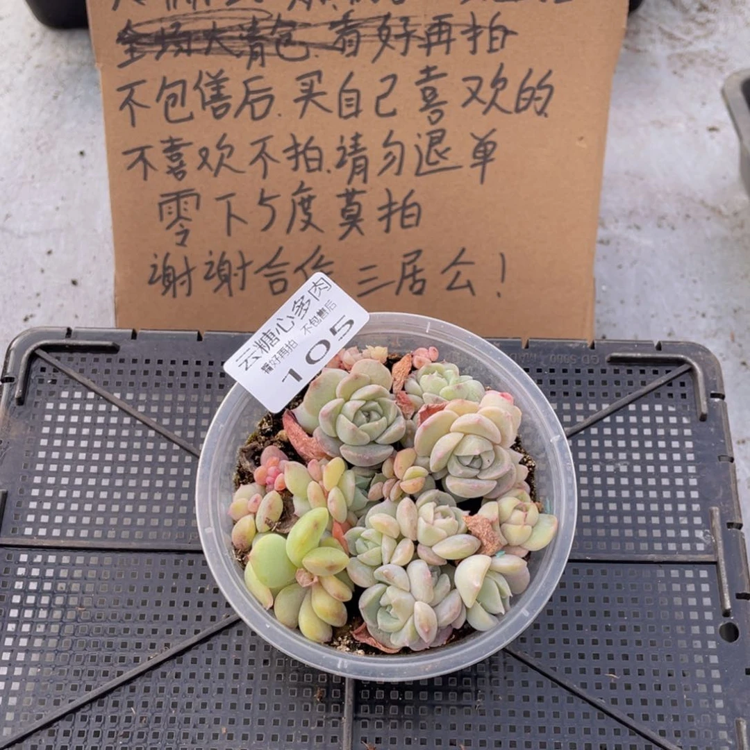 云糖心多肉植物105