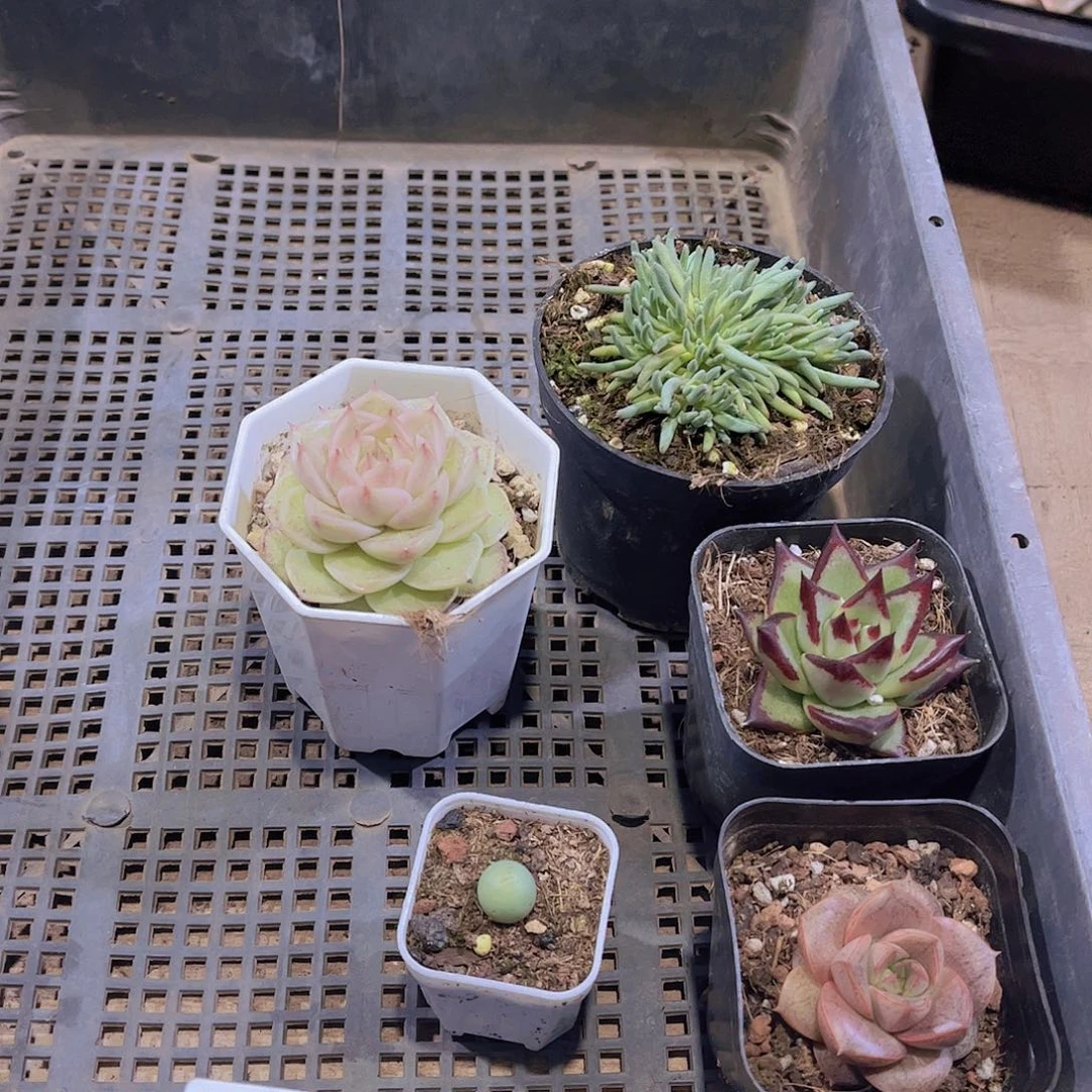 多肉832多肉植物