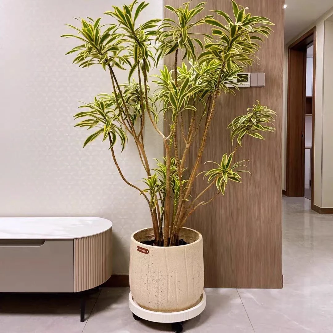 金边百合竹客厅大型绿植高端造型百合竹室内植物盆栽老桩轻奢摆件