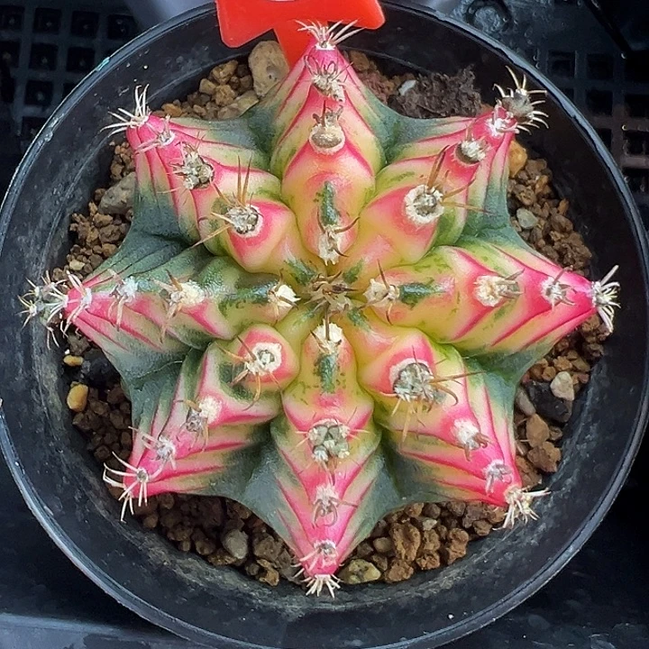 1-32好彩自根4.8厘米