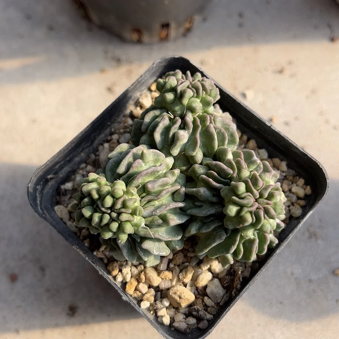 蝌蚪丸一物一拍下单包邮