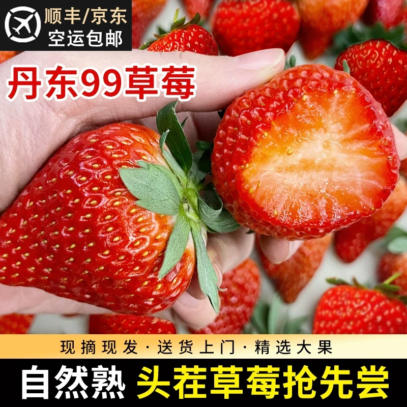 初遇季丹东草莓99红颜九九牛奶奶油大草莓新鲜水果孕妇宝宝放心吃