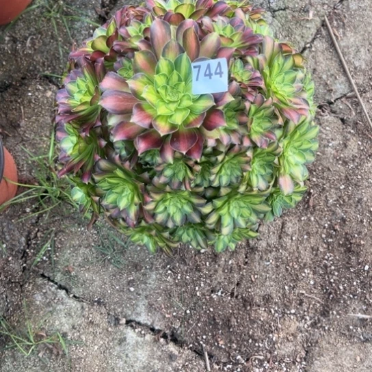 若*744，韶华多肉植物花花