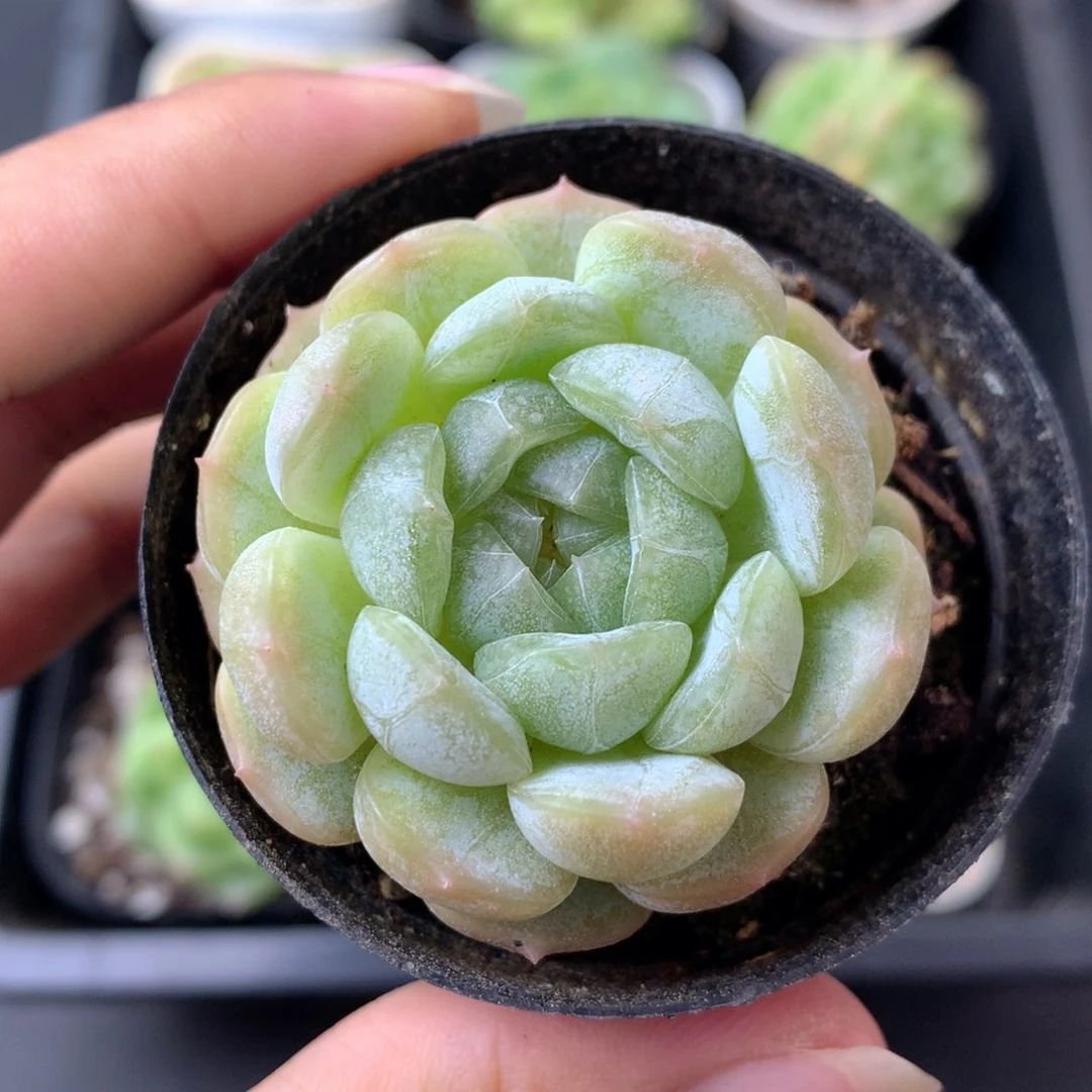 58包邮  群生不包整 8
