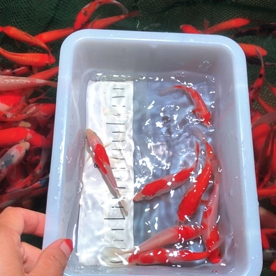海水鱼锦鲤观赏鱼，自家渔场，一物一拍