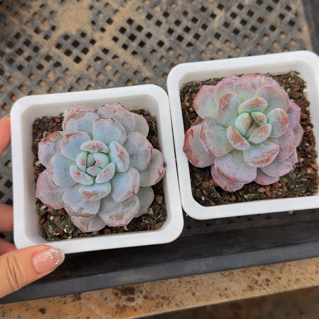 2颗十方星影大石化