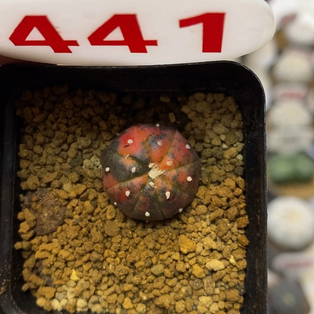 441福利特价来了福利