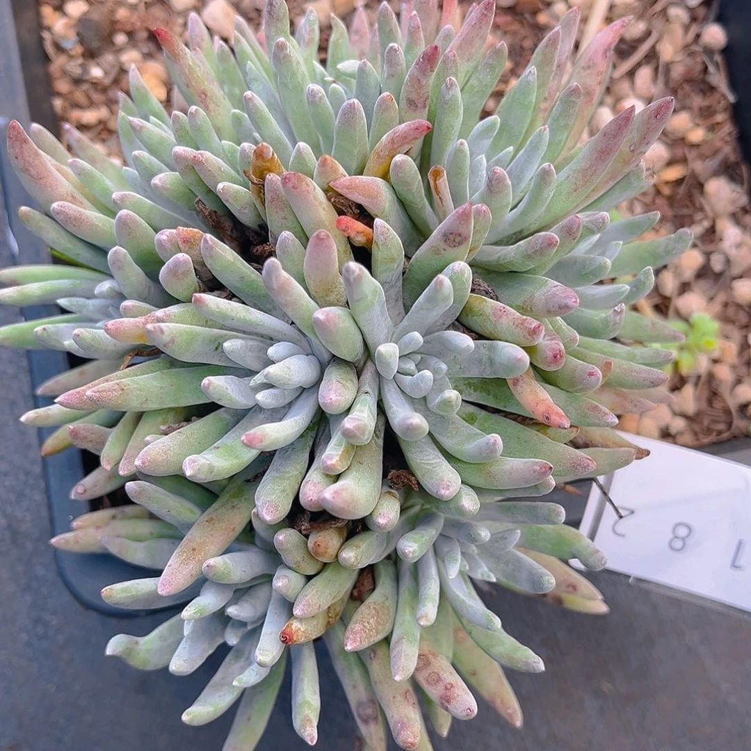 仙女杯老桩多头4182