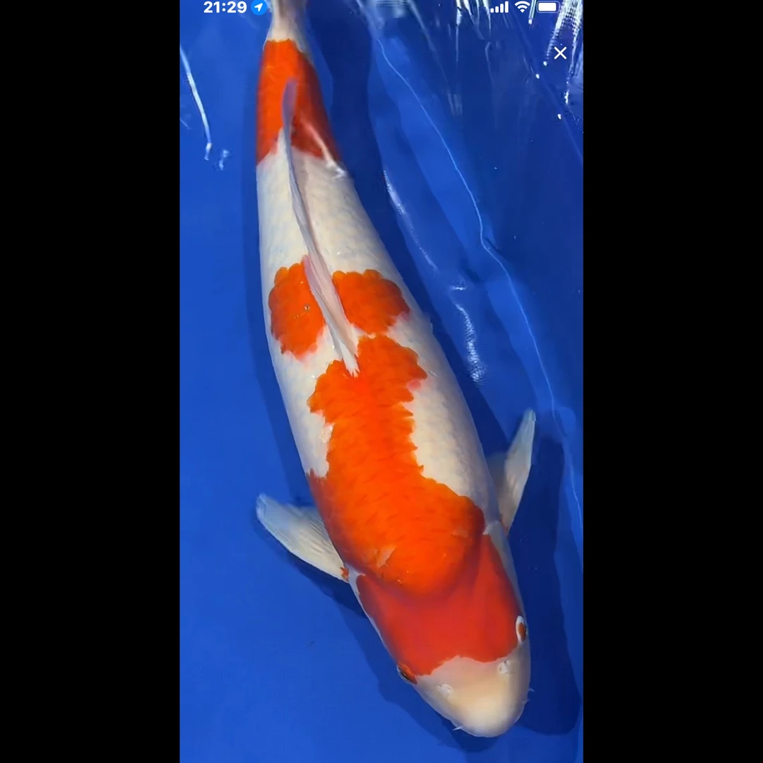 阪井出品香格里拉红白锦鲤母（用户9762）【实以直播间为准】