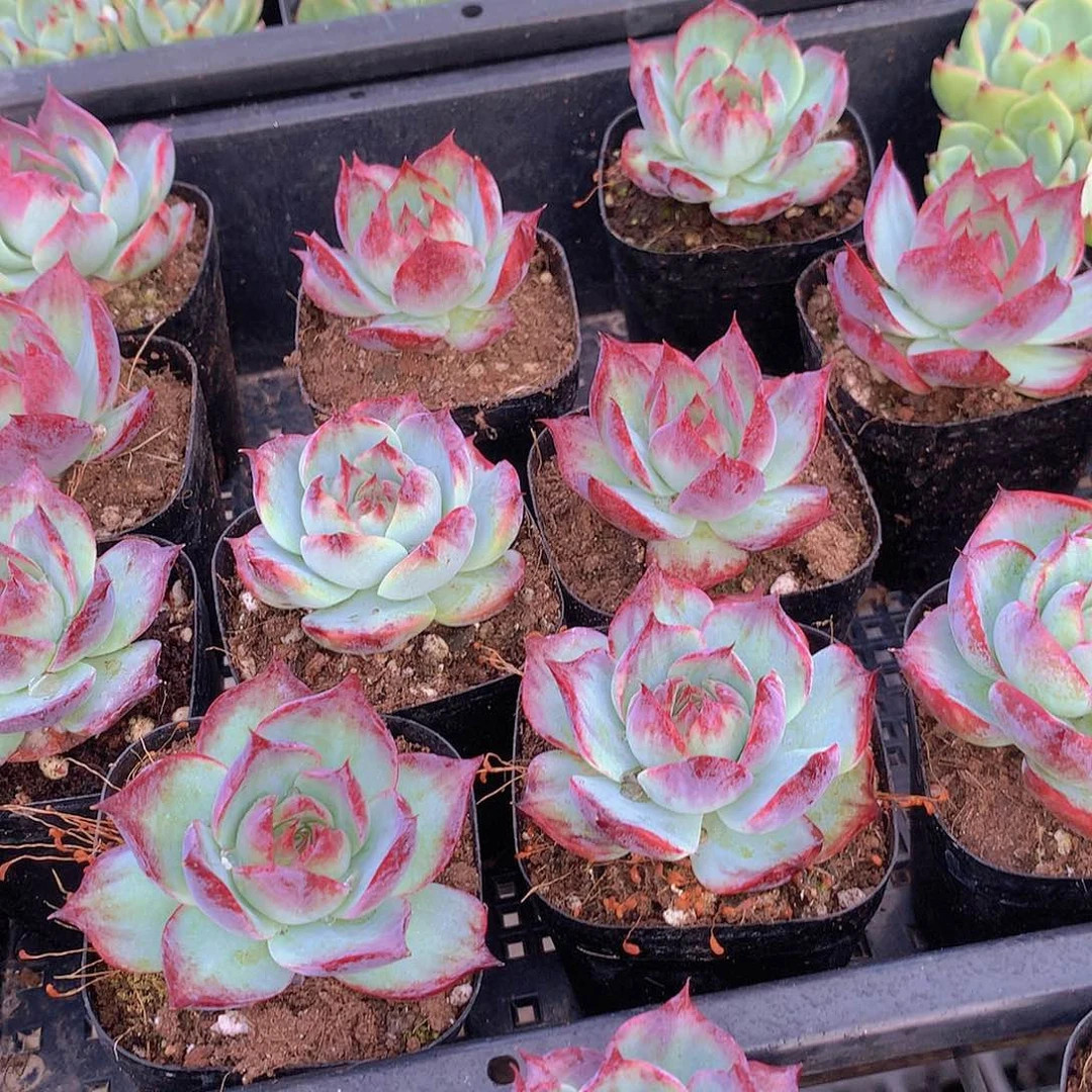 惊鸿仙子34678999999