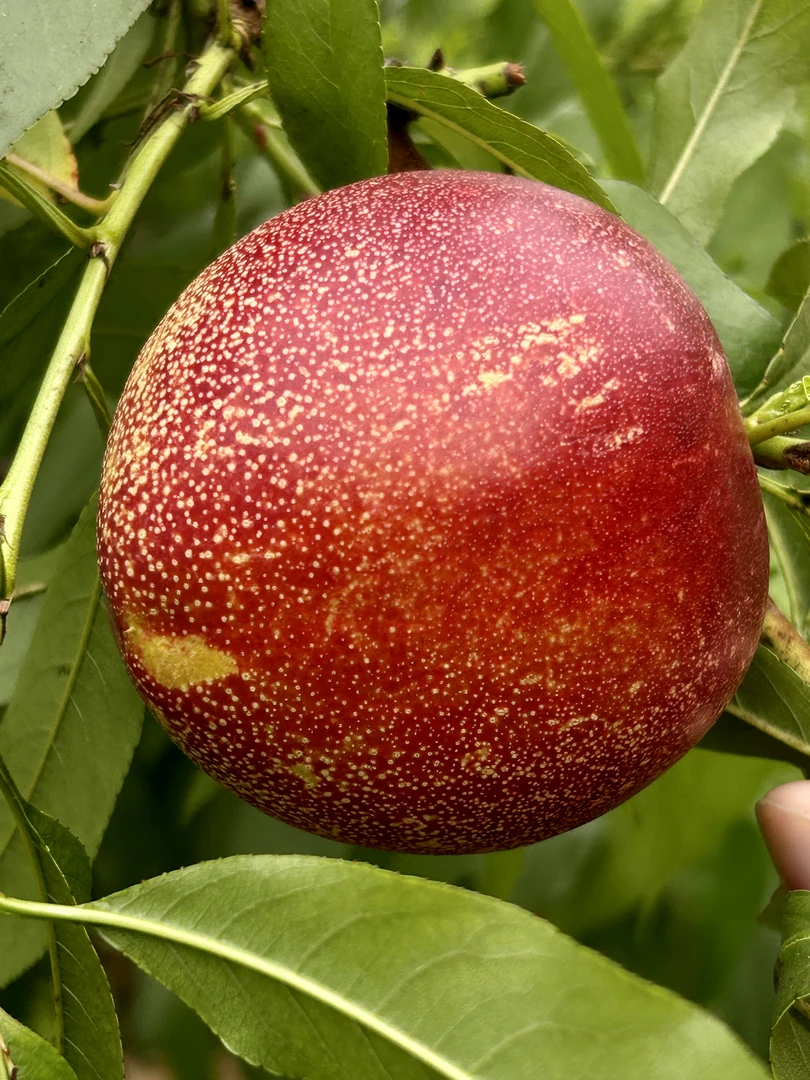 应季头茬黄心油桃鲜甜爽口现摘新鲜水果当季整箱脆甜可口软糯爆汁