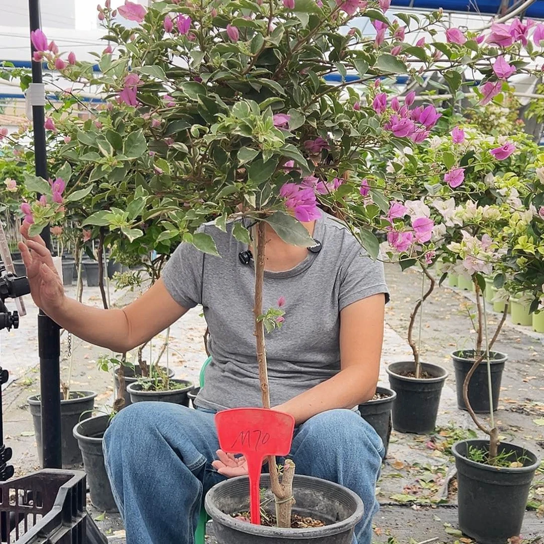 青***青大部分花苞少量开放M70花叶雪紫