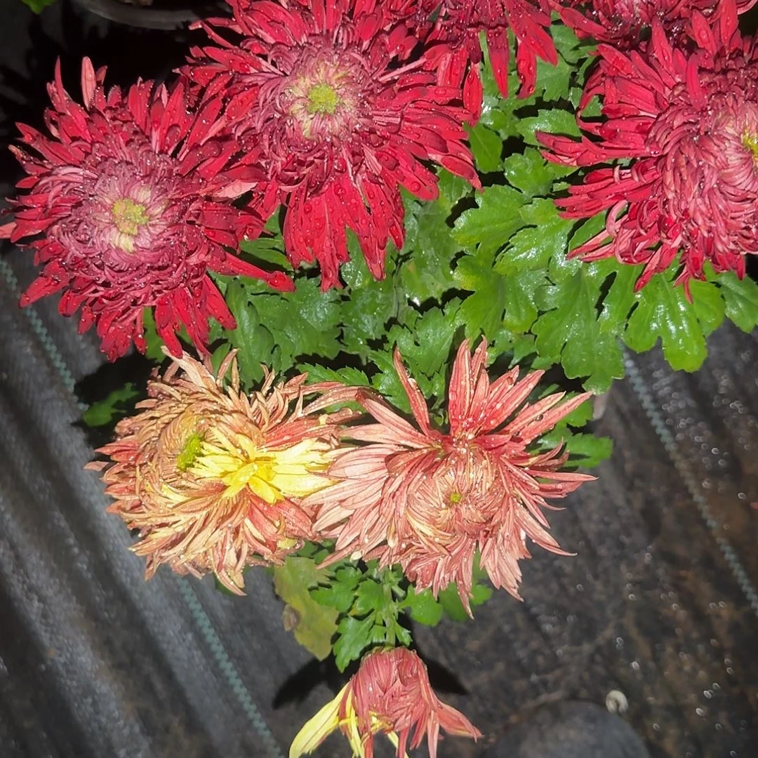 无花朵E22222222222