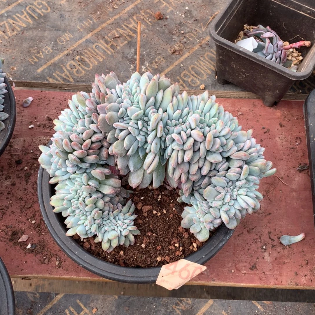 460橙子缀多肉植物！！！！