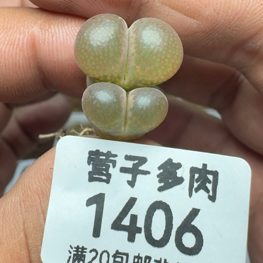 日系红宝石双头