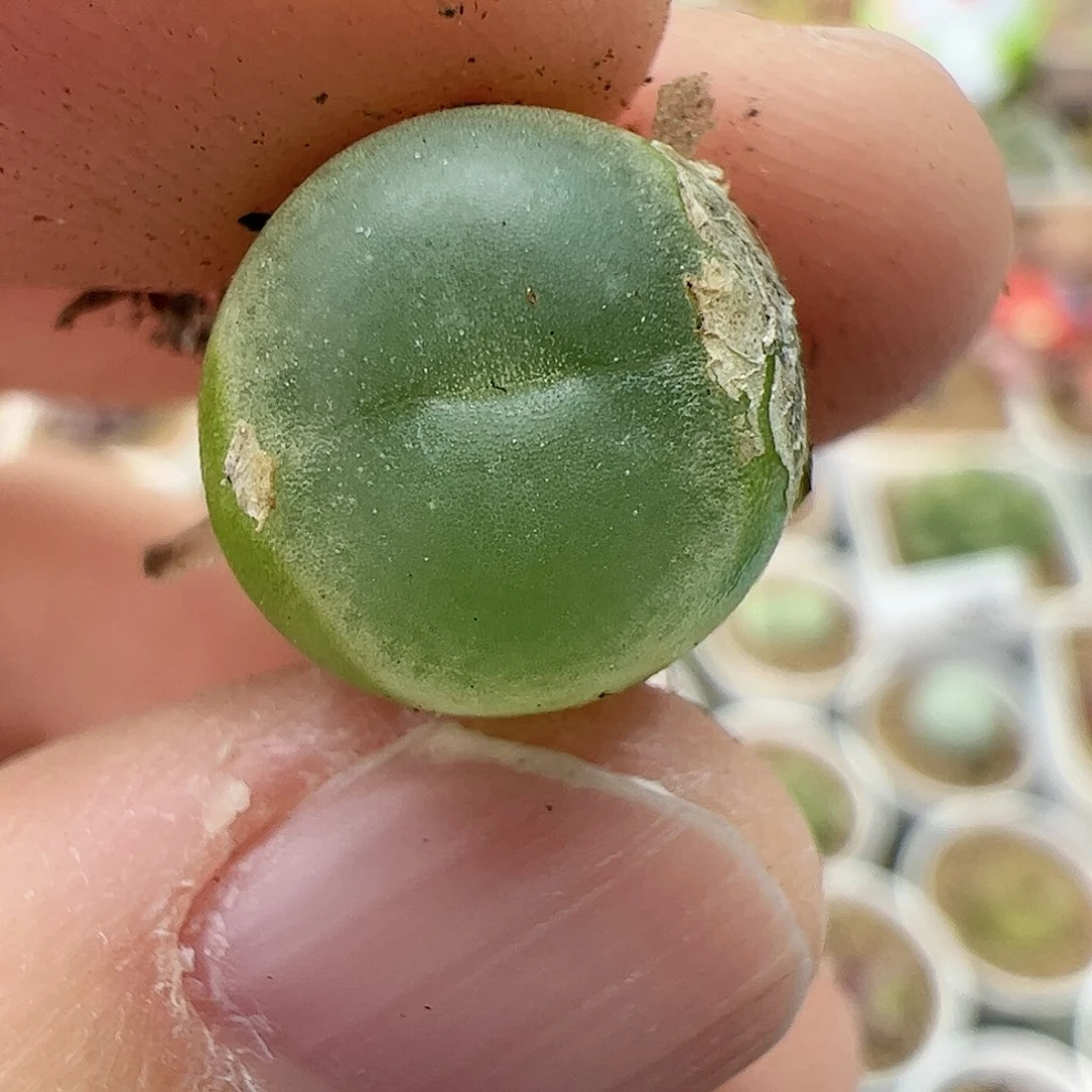 【闪购商品】103 拉登
