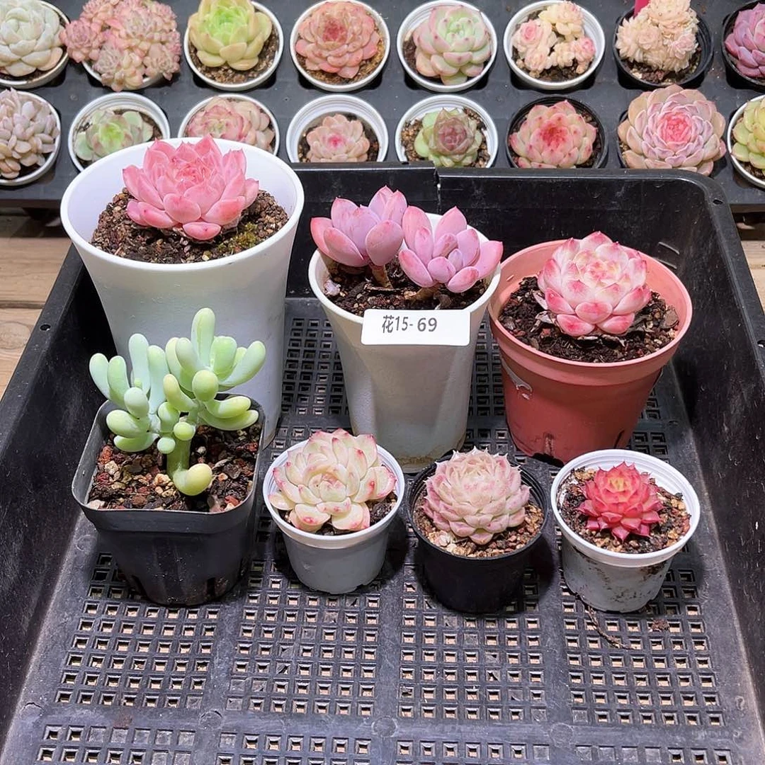 花利美15-69框拍7颗