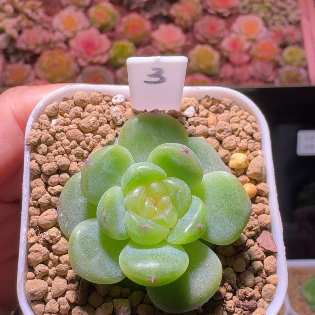 3珍妮单头哈哈哈哈哈