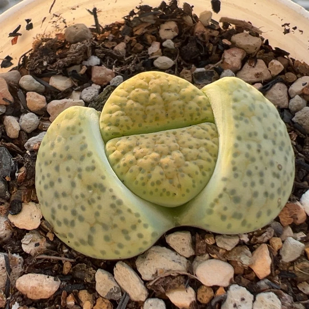 45多肉植物种类繁多