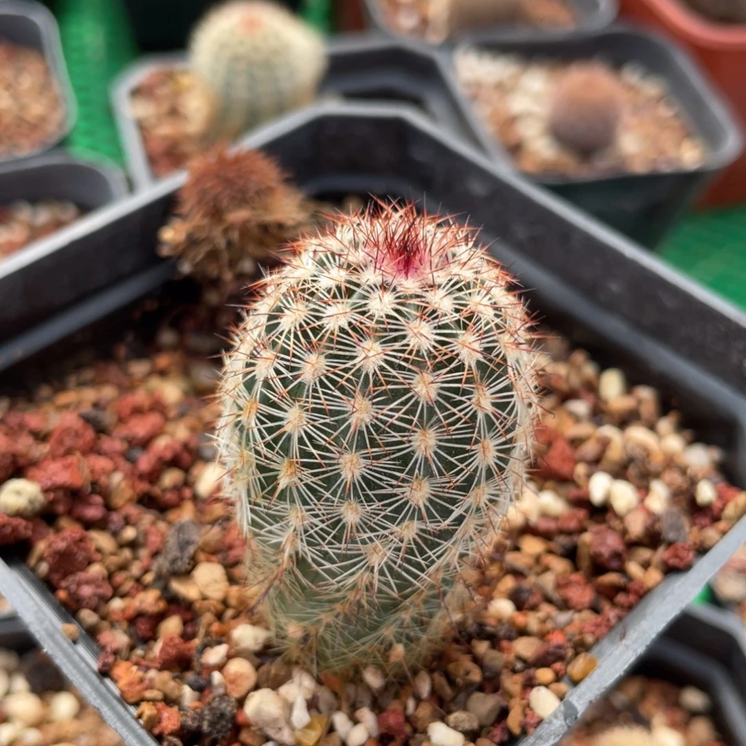 鹿角柱实生仙人球御旗杂交