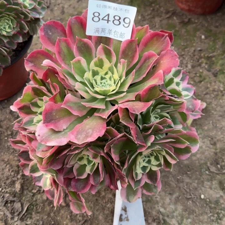 8489白凤多肉植物