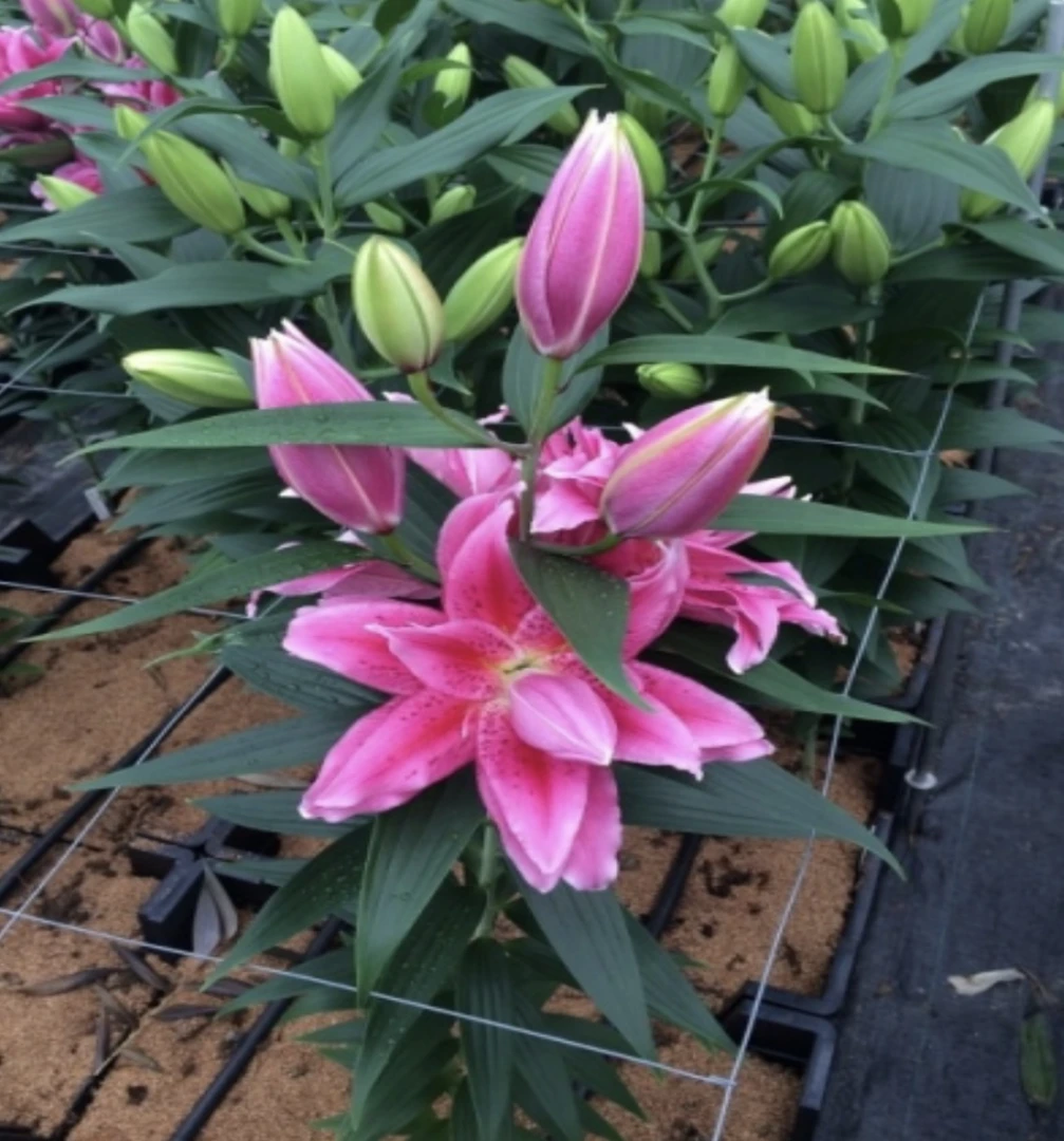 进口百合花种球《蝶舞红尘周长20/22cm》1颗重瓣有香味 多年生