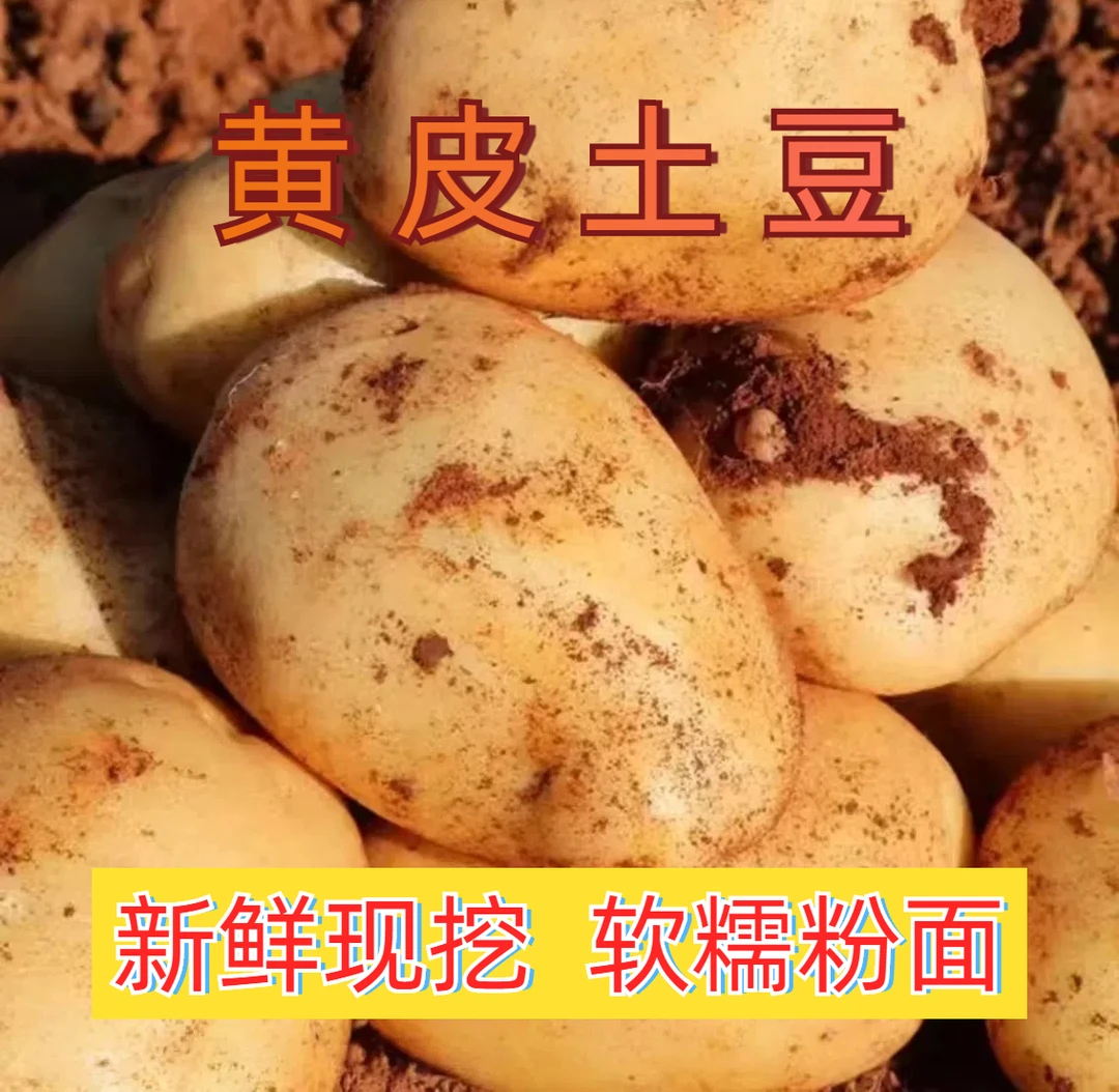 新鲜黄心土豆现挖现发黄皮软糯马铃薯