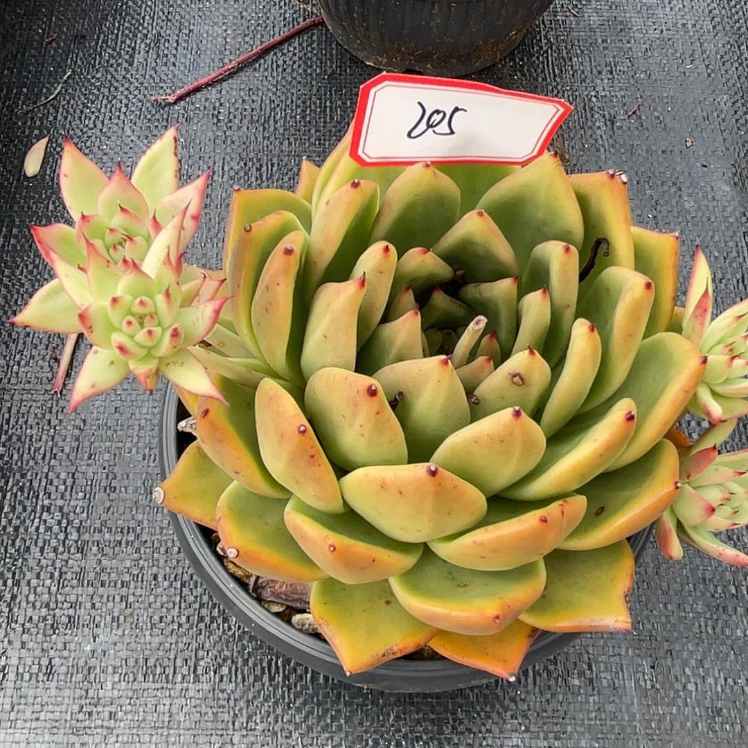 时***?若如东云组拍205