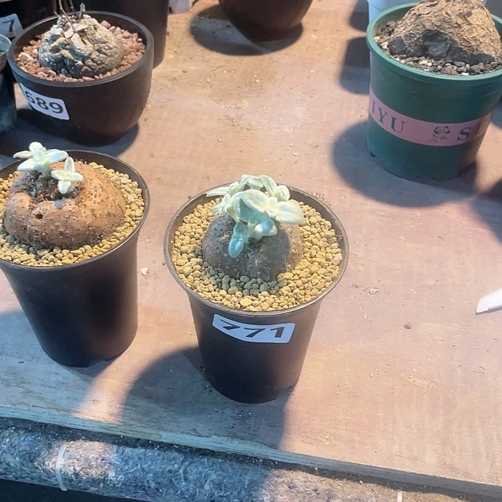 华***菜771断崖女王块根，