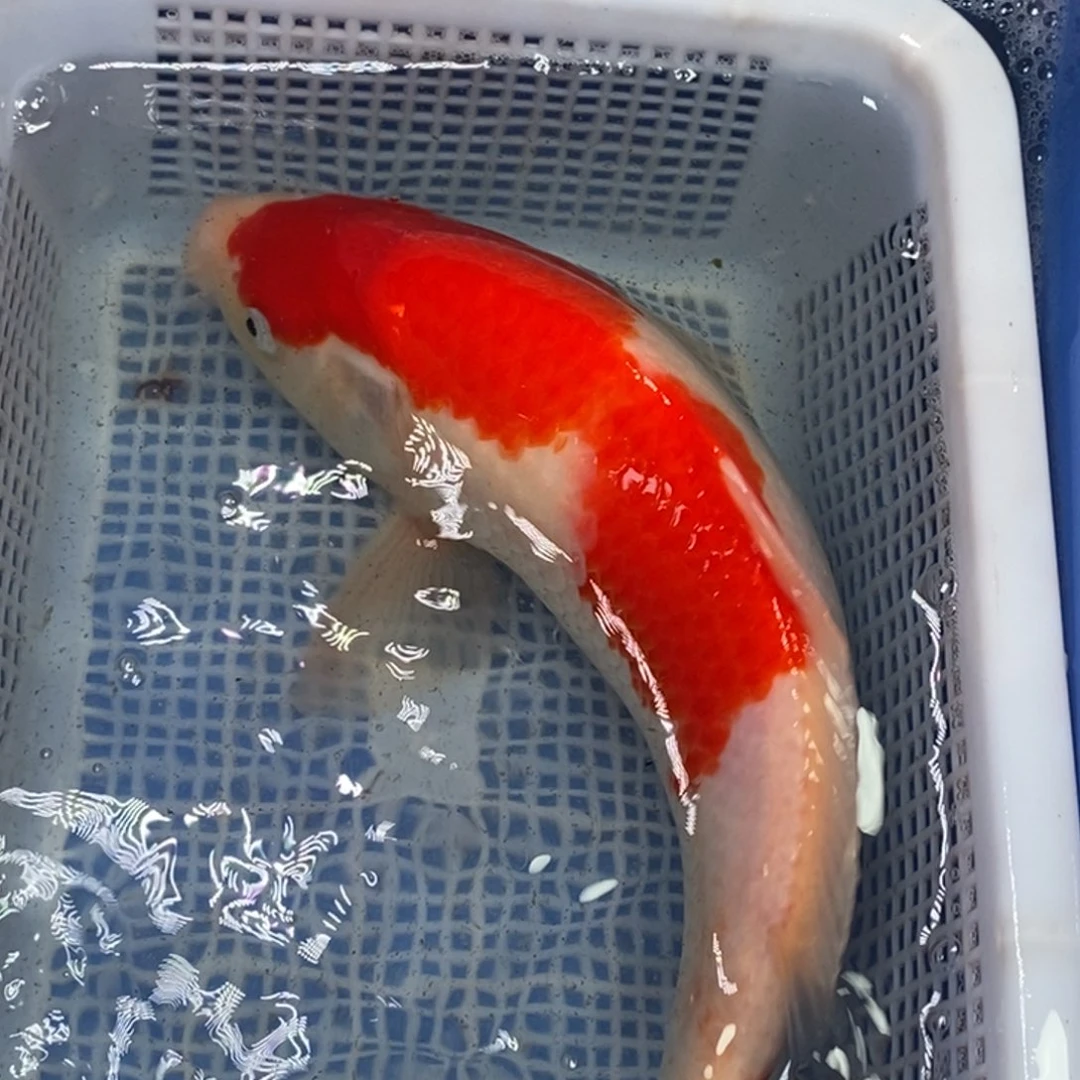 锦鲤冷水锦鲤包邮
