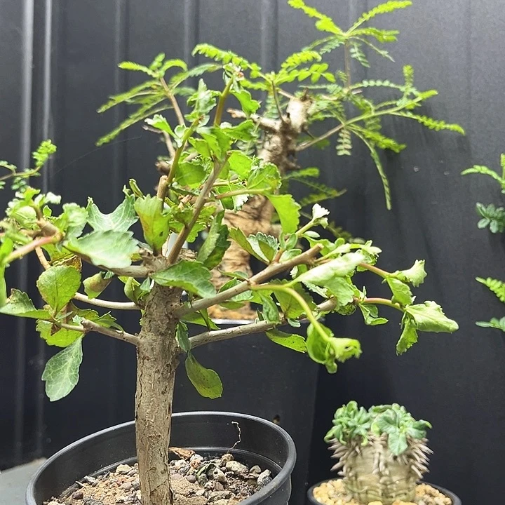 怀特橄榄一物一拍