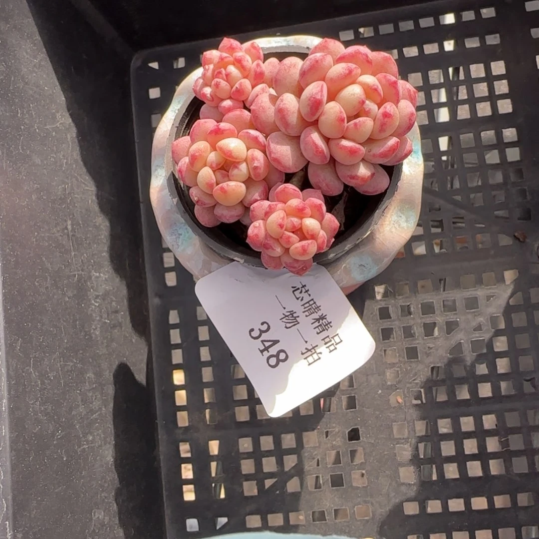 H****丶闪购精品多肉348号带盆