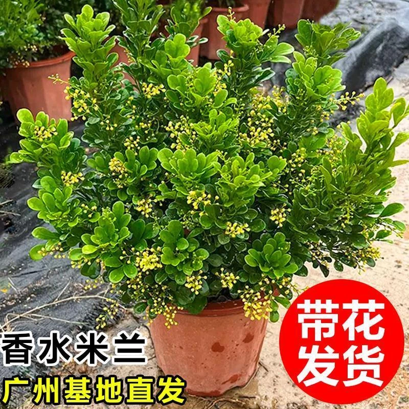 香水米兰花盆栽带花苞老桩树苗花卉绿植室内阳台开花驱蚊植物