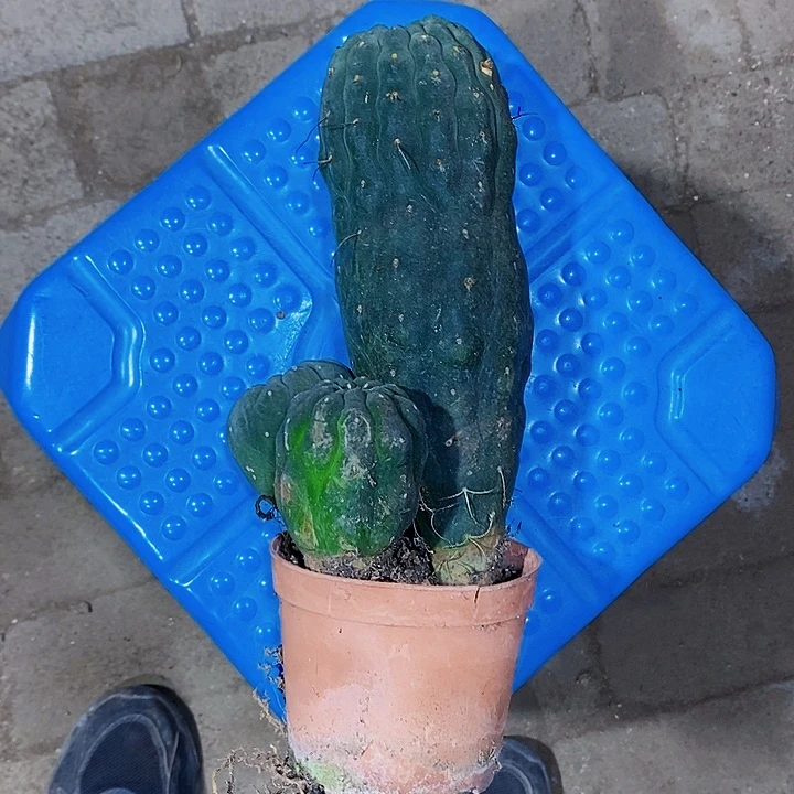 无花朵大奇1111111111111111个