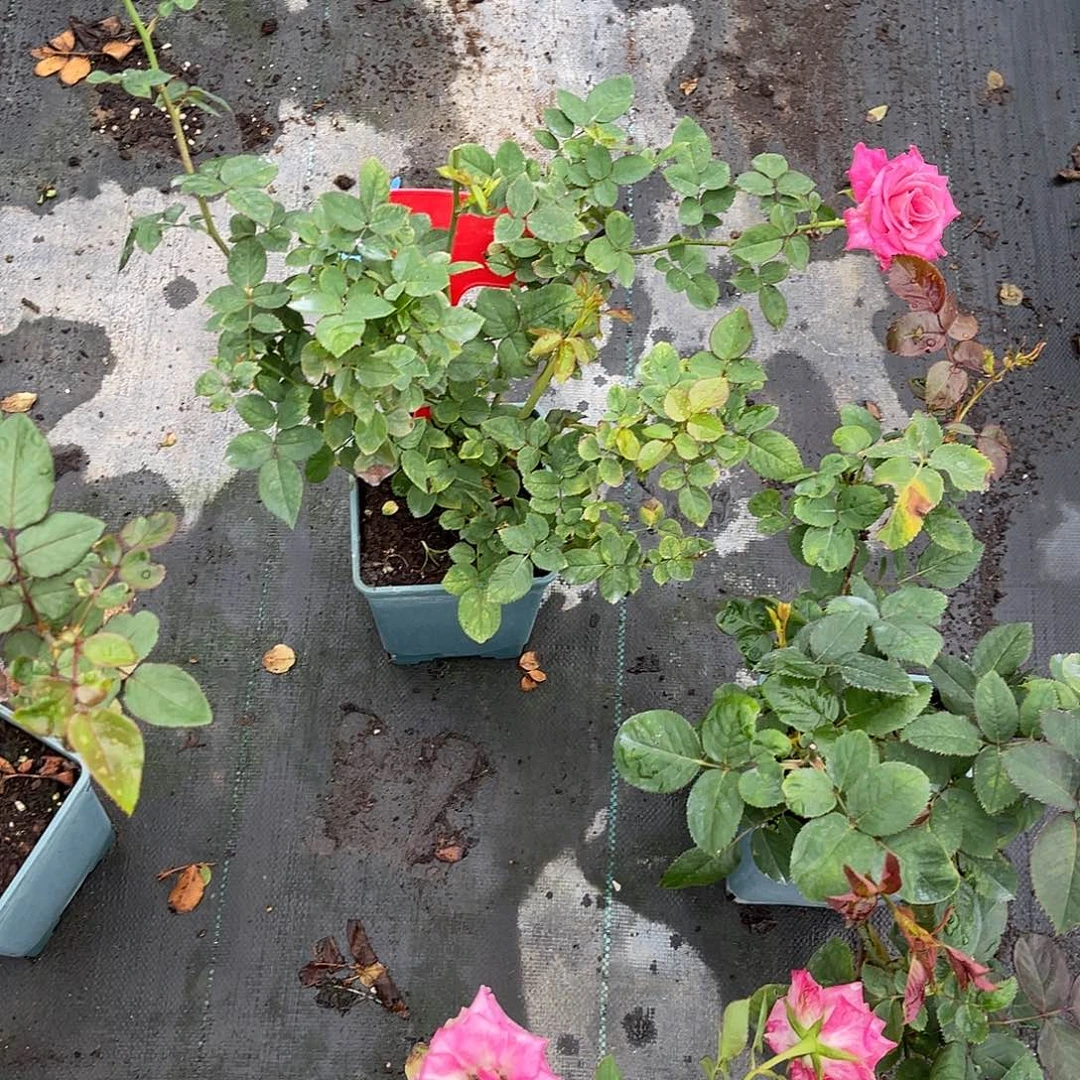 亮***哥无花朵——-粉青釉—-月季