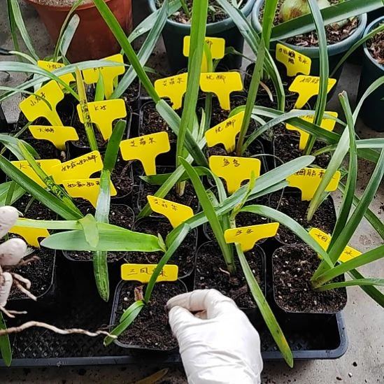 双球，2.5+包对版，不包养护