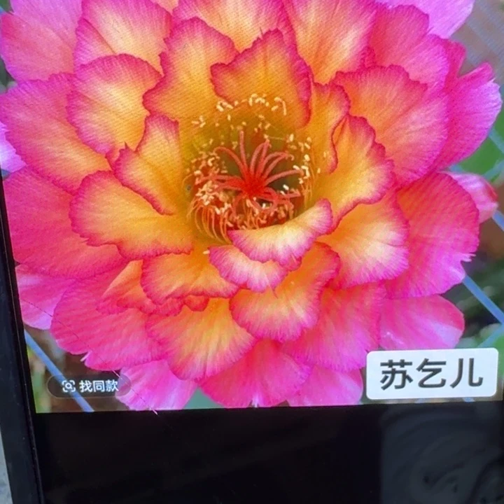 49毛花柱苏乞儿歪3公分左右无根侧牙，20包邮