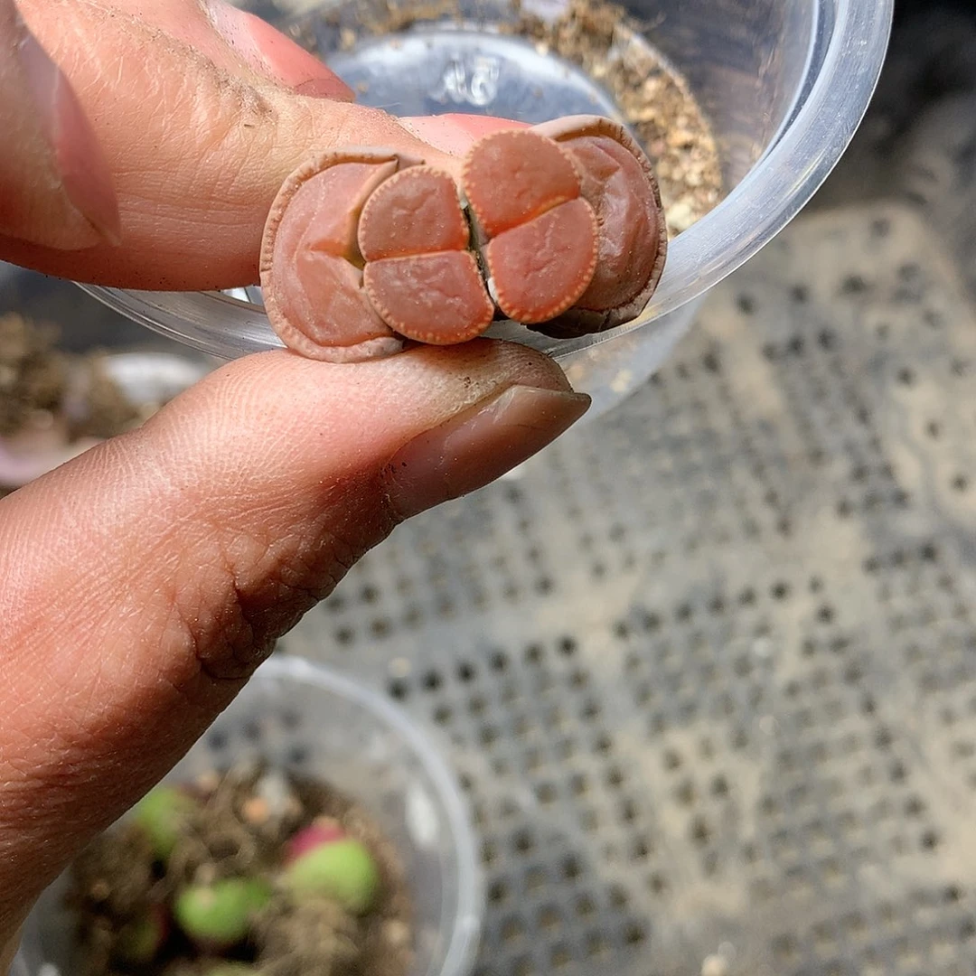 E158多肉植物保护研究所