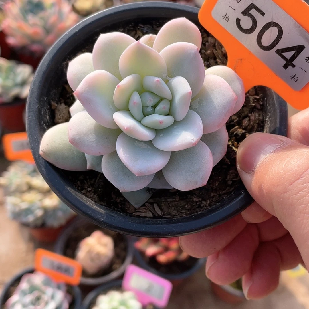 【闪购商品】504号