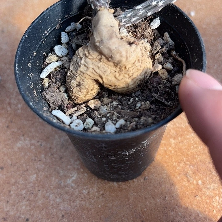 无花朵黑龙块根一物一拍下单包邮不带叶子