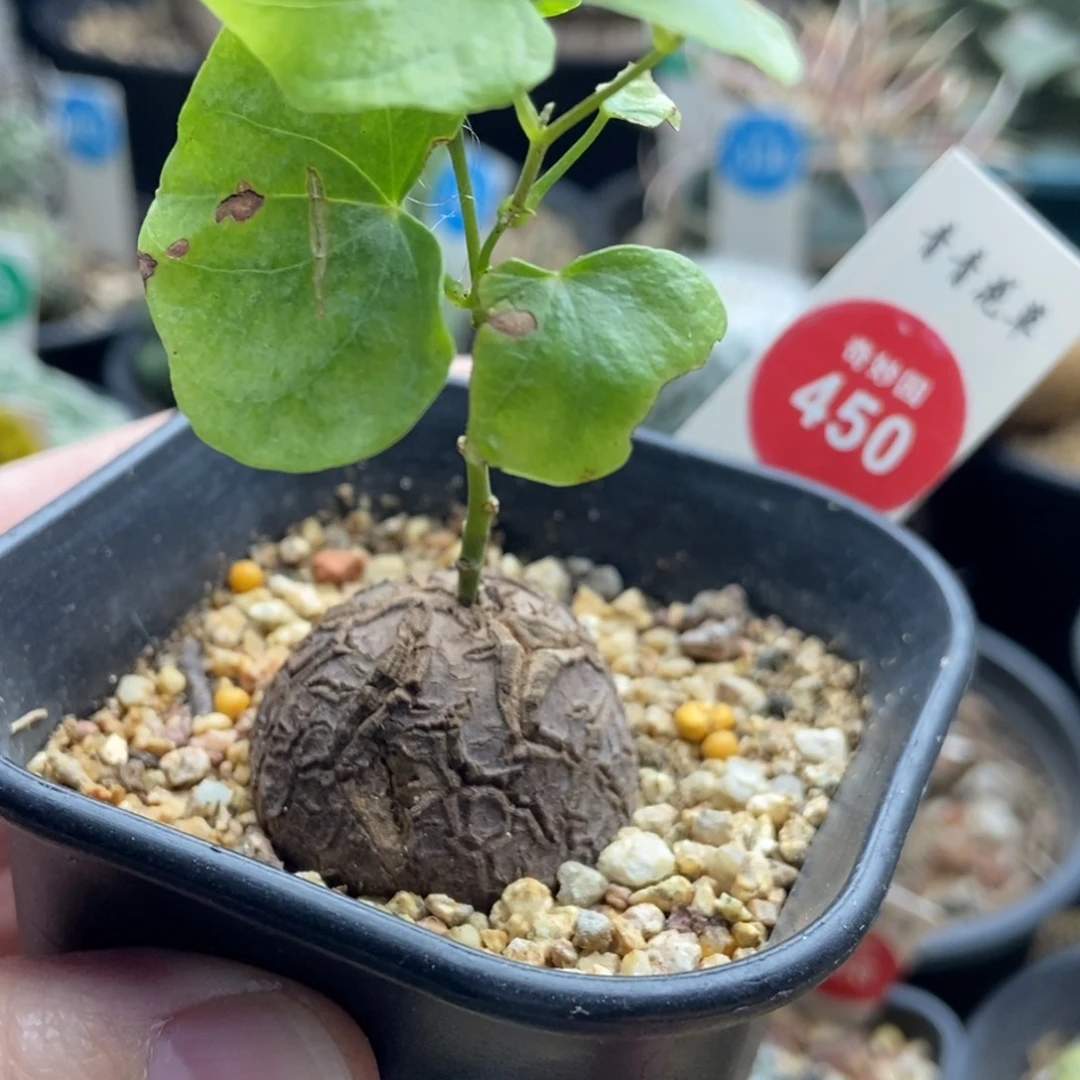 龟甲龙3.1cm一棵仙人球