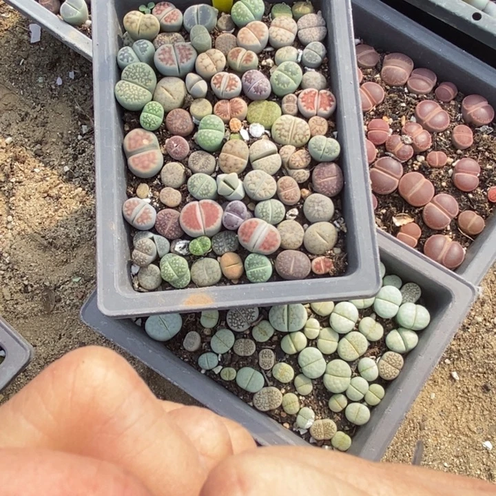 风***海生石花的季节是最469