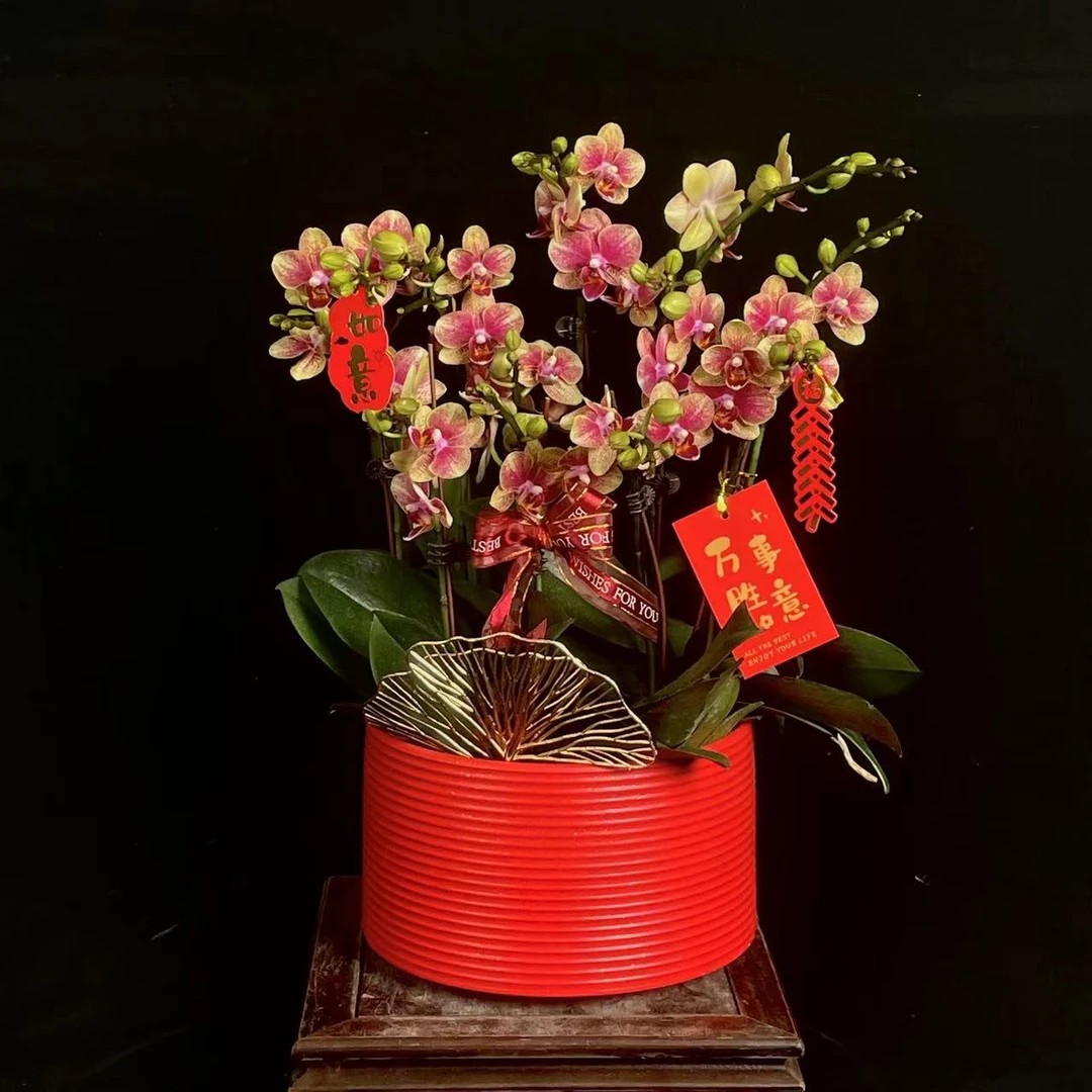 【金蝶】室内 蝴蝶兰花 盆栽开花株 四季好养护绿植叶片