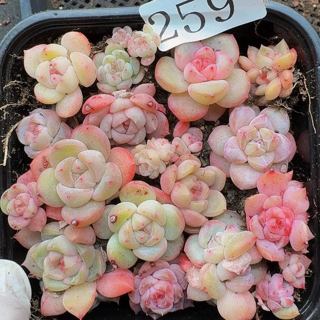 多肉植物多肉植物259